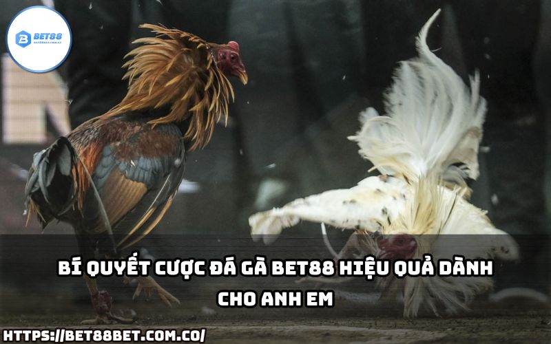 Bí quyết cá cược đá gà Bet88 hiệu quả, giúp anh em gia tăng cơ hội thắng lớn khi tham gia.